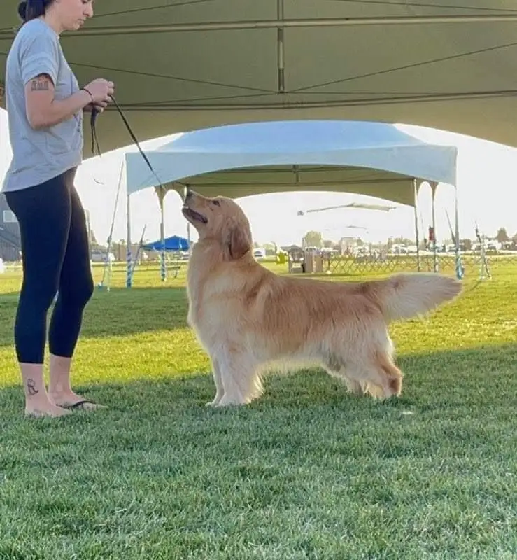 A woman in a grey t-shirt and black leggings stands on grass holding a leash attached to a golden retriever. The dog stands…