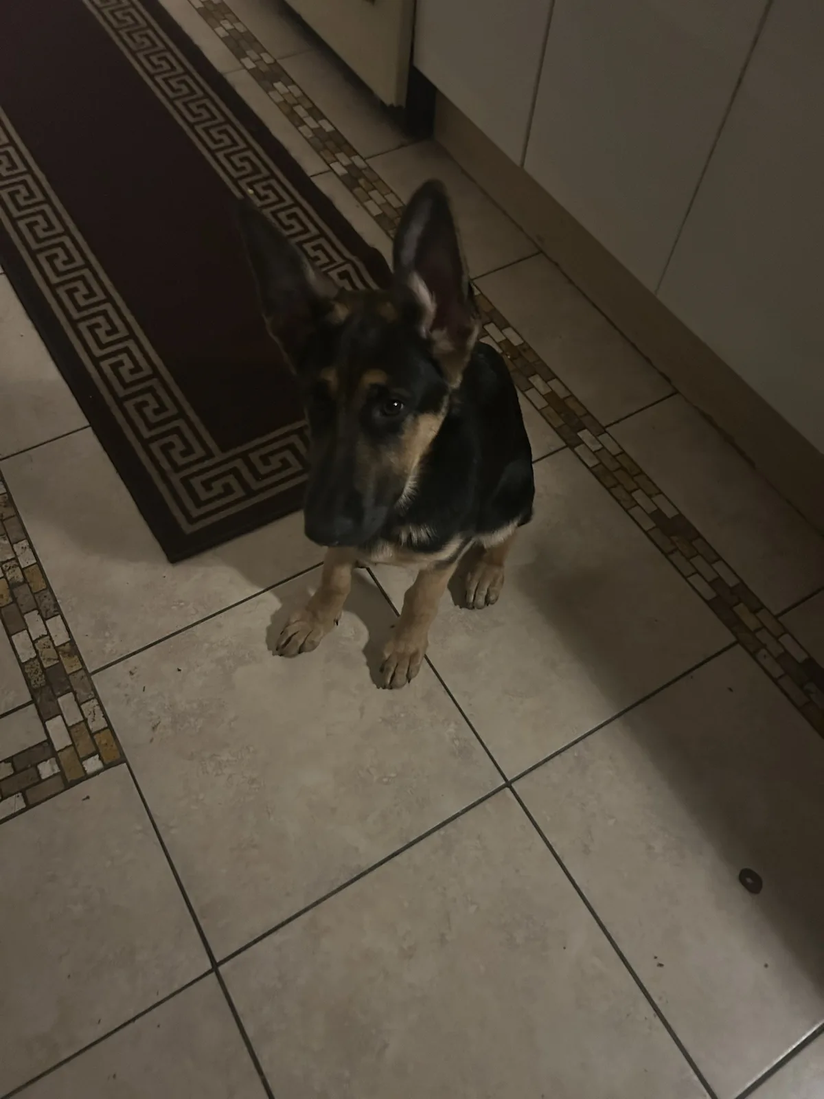 A German Shepherd puppy sits on a tiled kitchen floor, looking up with large, pleading eyes. The puppy is positioned near a…