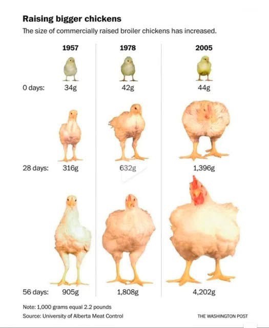 An infographic from The Washington Post shows the dramatic increase in size of commercially raised broiler chickens from…