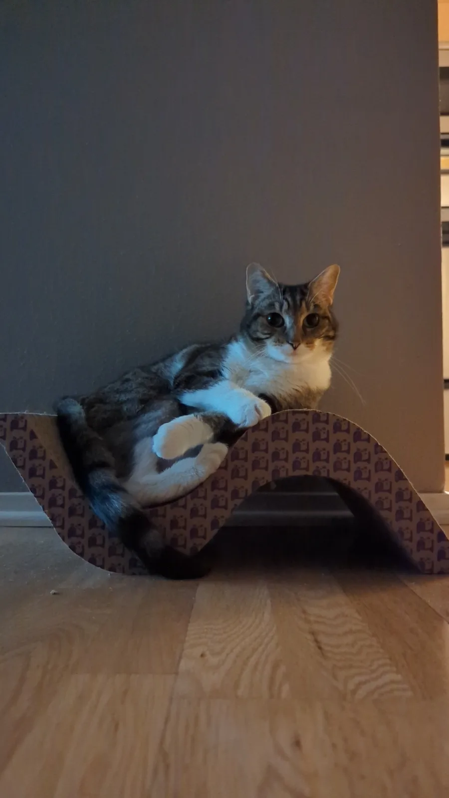 A tabby and white cat lounges comfortably inside a curved cardboard cat bed with a repeating paw print pattern, looking…