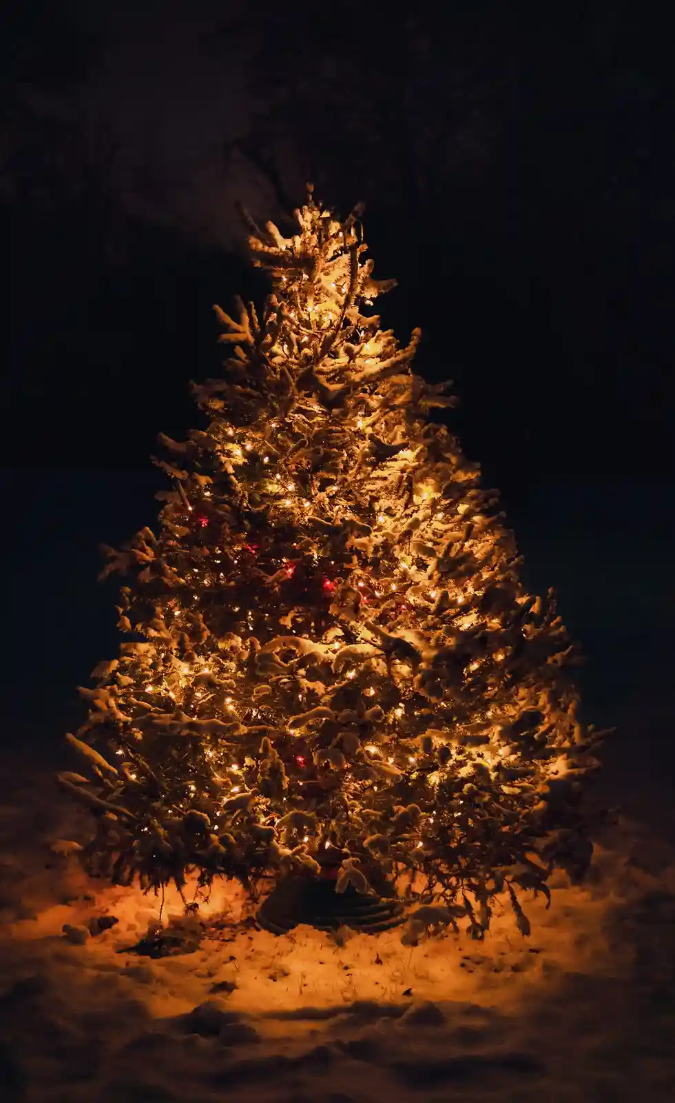 A snow-covered evergreen tree stands outdoors at night, illuminated by warm yellow string lights with some red lights…