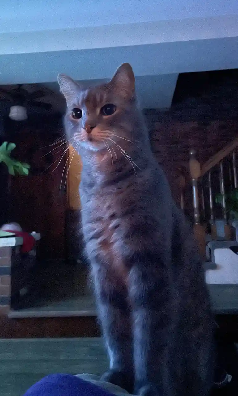 A cat with a split-face appearance, one side looking like a gray cat and the other side looking like a brown tabby, sits…