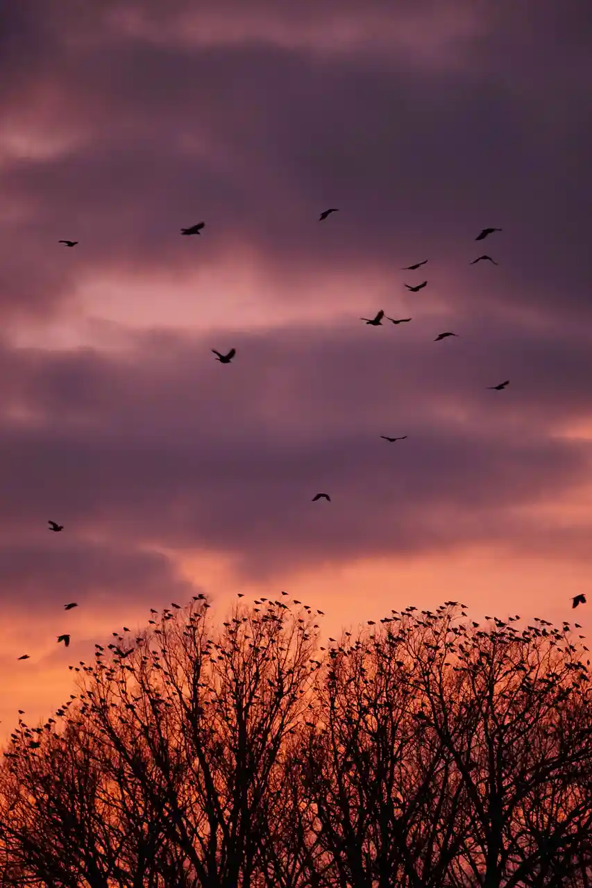 A dramatic sunset sky with purple and orange clouds, silhouetted bare trees at the bottom, and numerous birds flying in the…