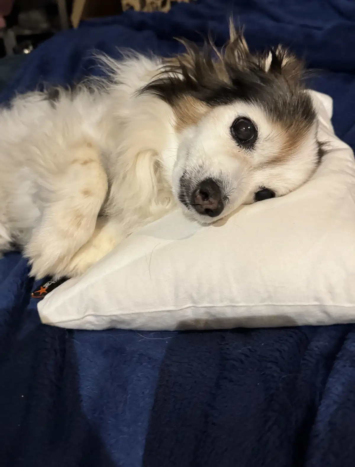 A small, fluffy dog with white and brown fur is lying on its side on a white pillow, resting its head on the pillow while…