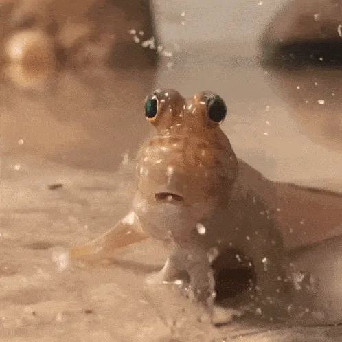 A six-panel grid shows a close-up of a mudskipper fish on wet sand, its large eyes wide and mouth slightly open in a…