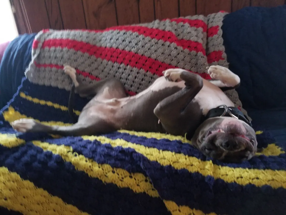 Meet Otis, the star of the show!