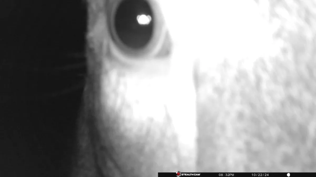 A grainy, black-and-white night-vision image shows an extreme close-up of a large, round animal eye with a bright…