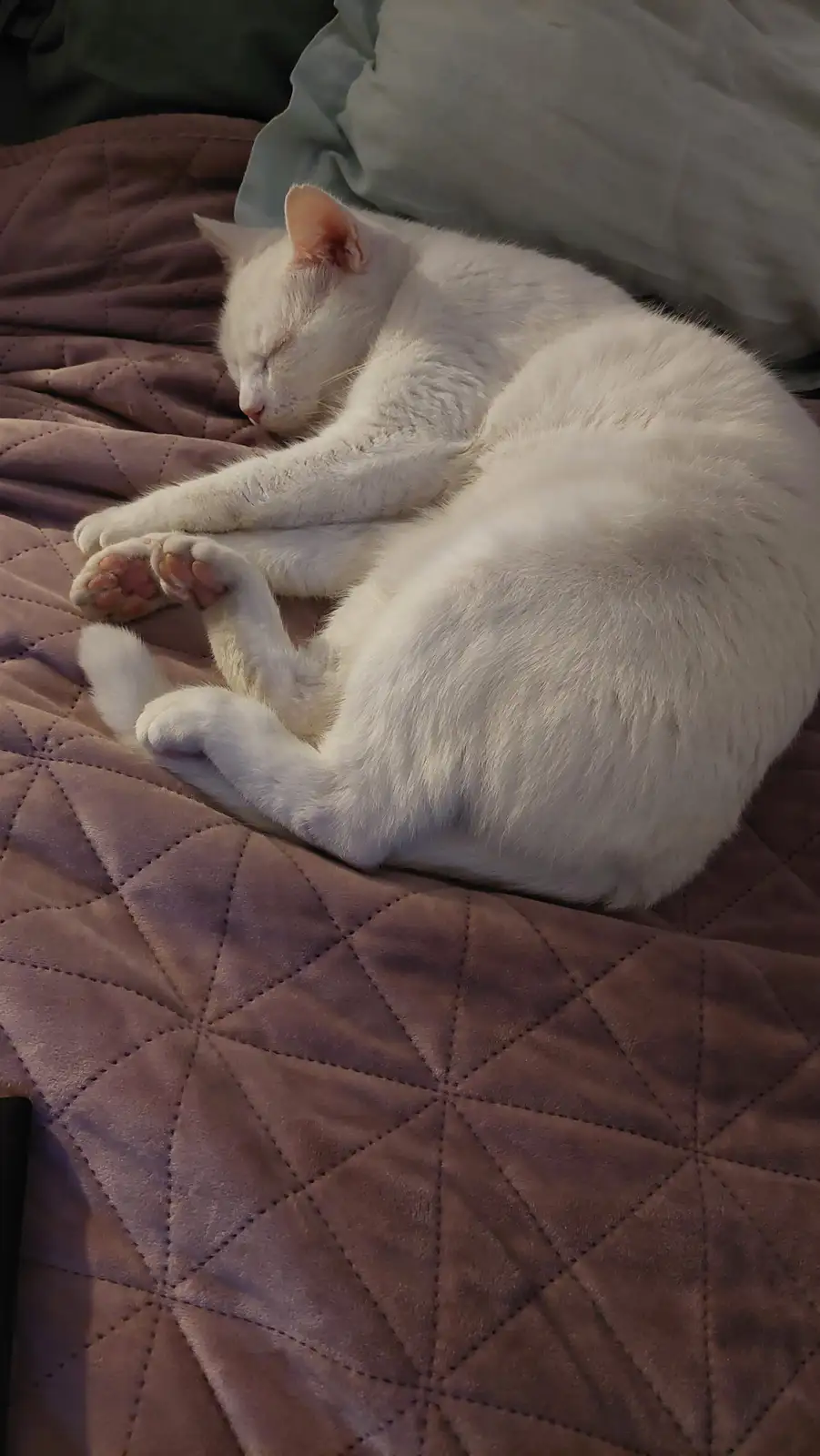 A white cat is curled up and sleeping soundly on a quilted brown blanket, with its paws tucked under its body and eyes…