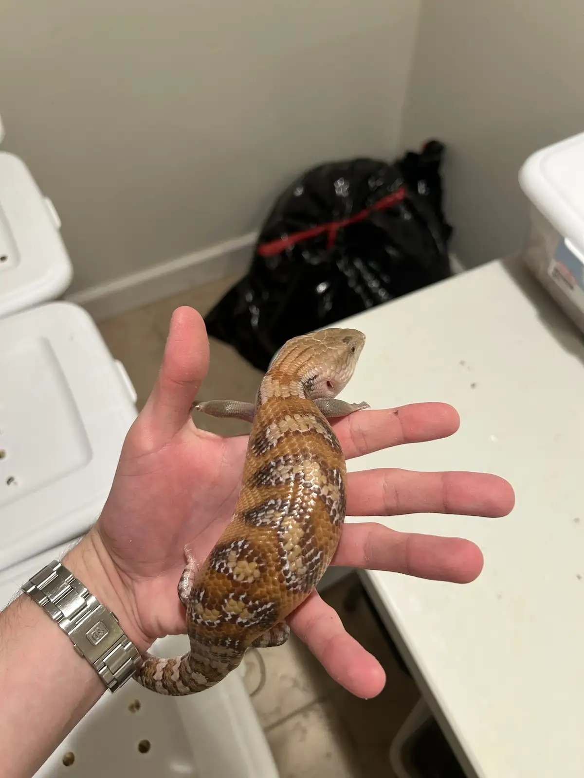A person holds a blue-tongued skink, a type of lizard, in their open palm. The lizard has a patterned brown and tan body and…