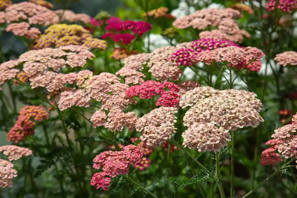 A vibrant photo of yarrow flowers in various shades of pink, magenta, and yellow, with green foliage in the background. A…