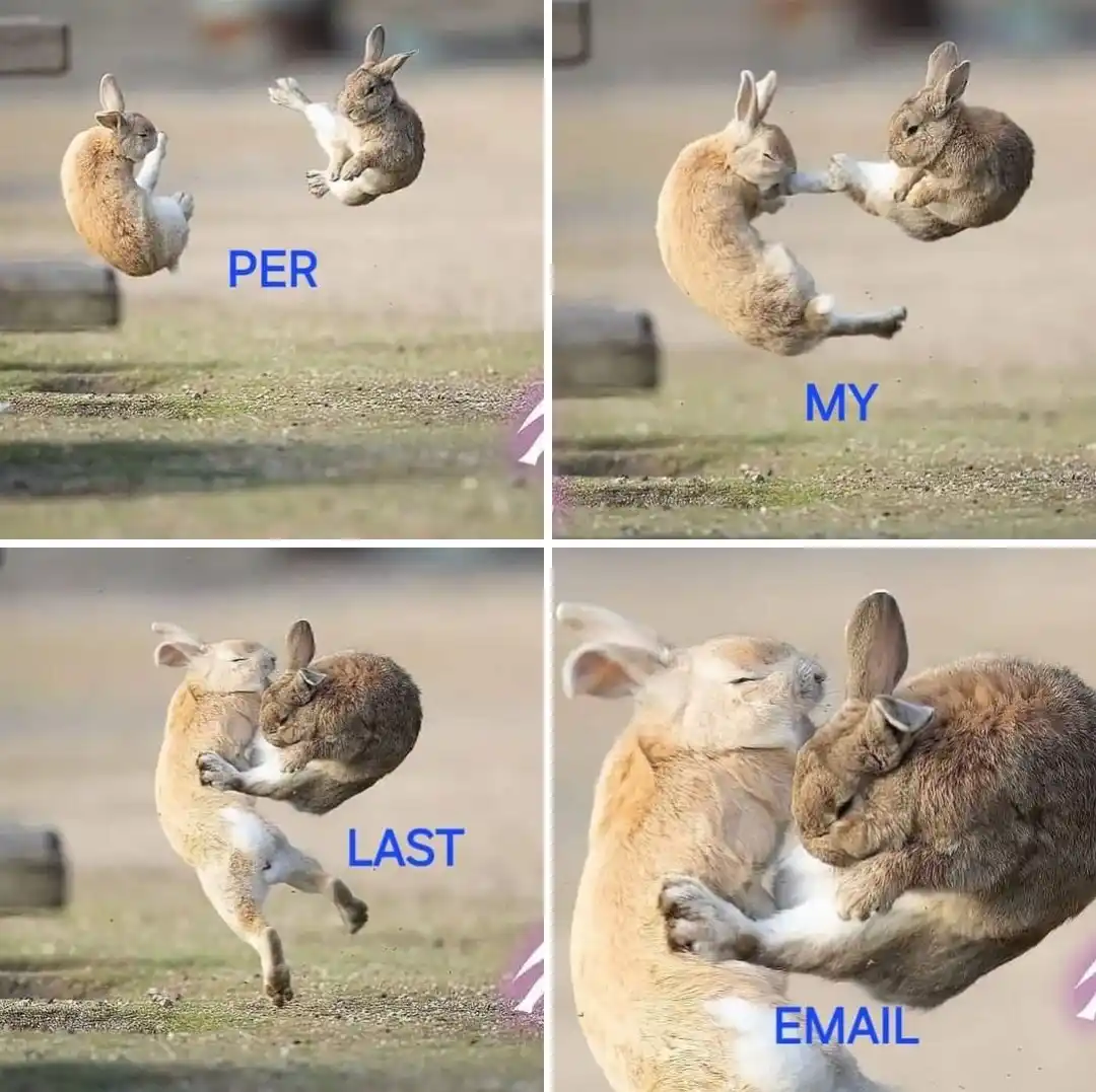 Four-panel image shows two rabbits in progressively more affectionate poses: first facing each other, then holding paws…