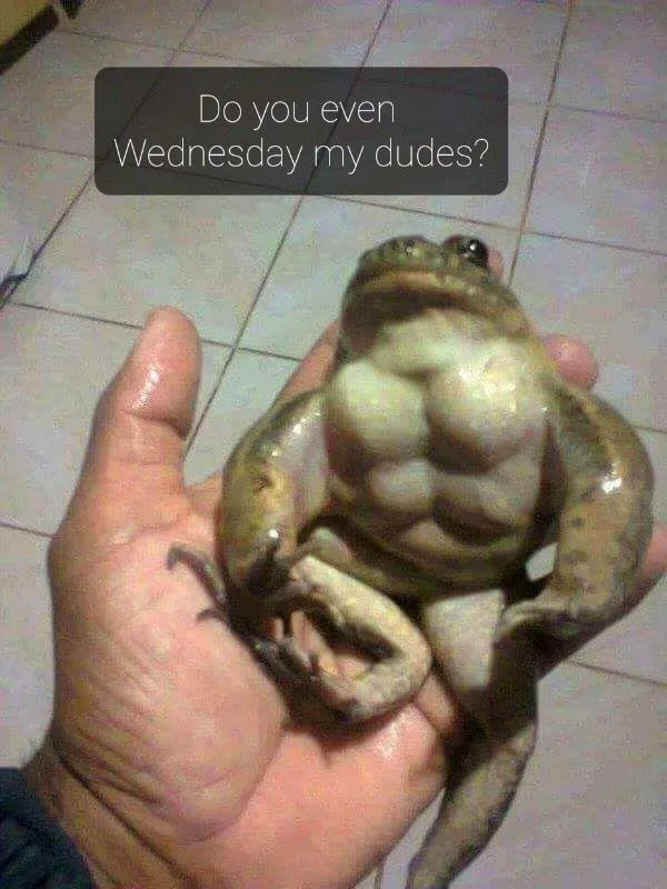 A person holds a frog whose belly is visibly bulging and shaped like human abdominal muscles. Overlaid text in a dark gray…