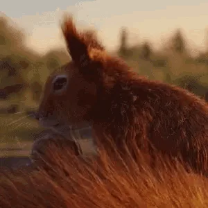 The Power of Acorns