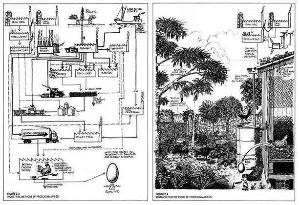 The image displays two side-by-side flowcharts comparing industrial and permaculture methods of egg production. The left…
