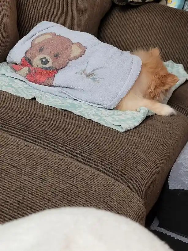 A small, fluffy orange dog is curled up and sleeping on a brown corduroy couch, partially covered by a light blue towel…