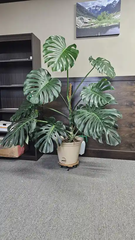 Meet My 2-Year-Old Monstera Plant