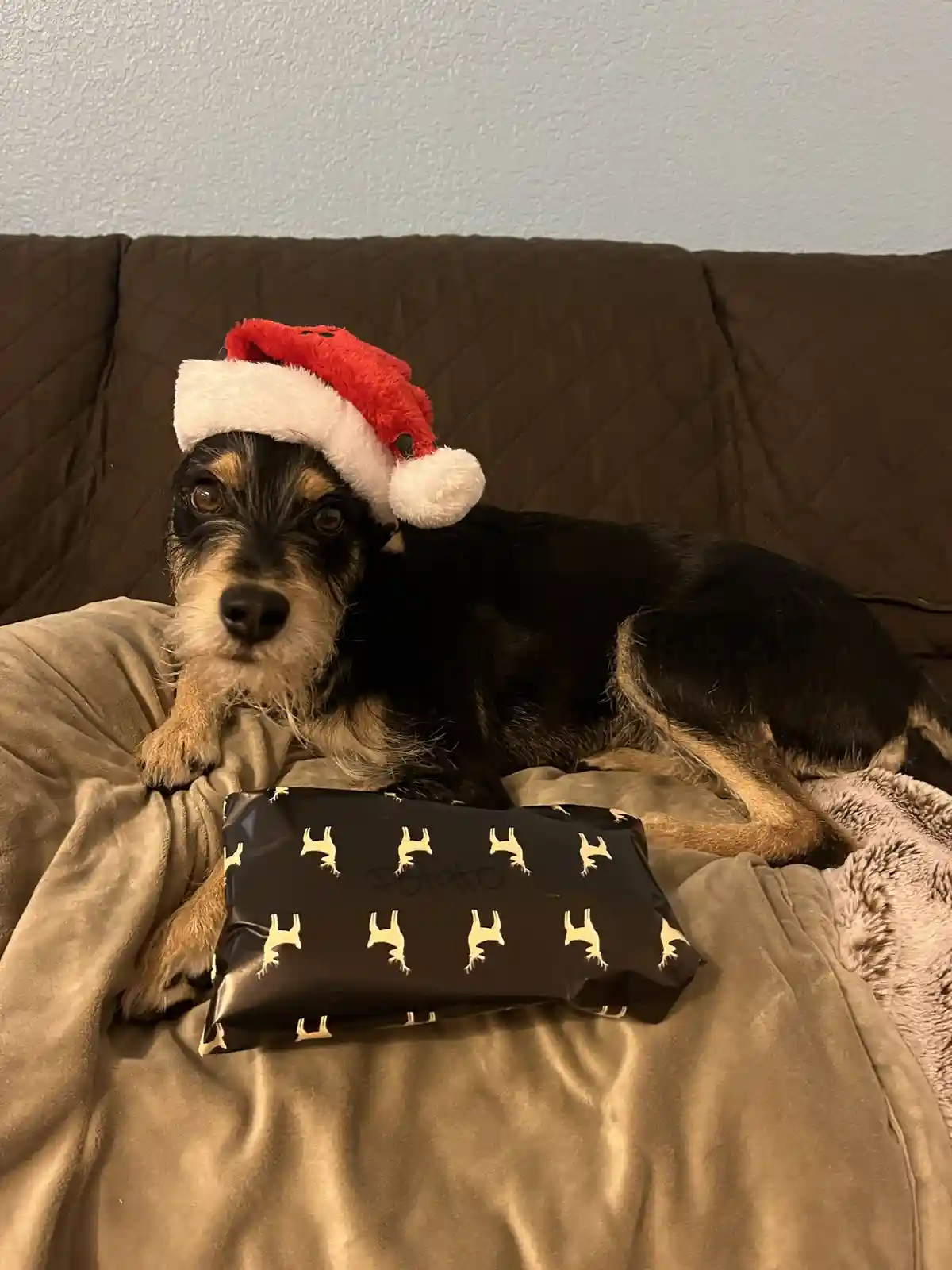 A small black and tan dog wearing a red and white Santa hat sits on a brown couch, looking at the camera with a neutral…
