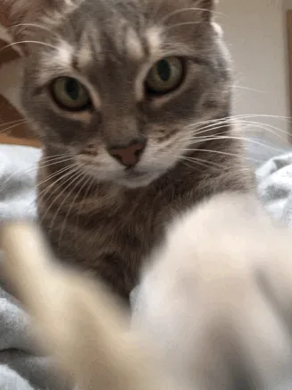 A six-panel grid shows a gray tabby cat on a blanket, initially staring intently at the camera with its paw extended. The…
