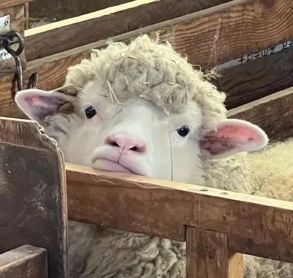 That Feeling When Life Gets Overwhelming...