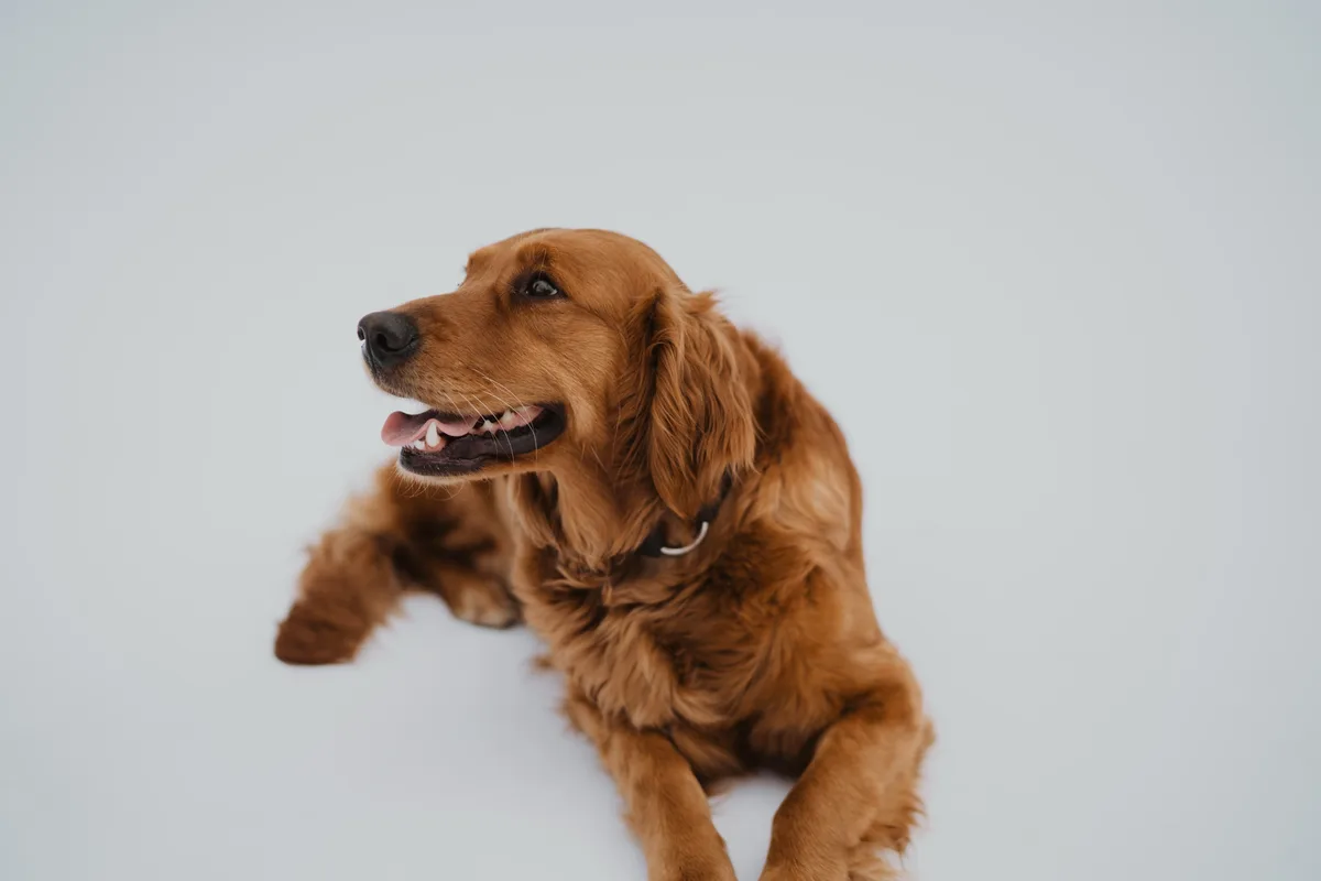 A golden retriever with a happy, slightly goofy expression lies on a plain white background, looking off to the side with…