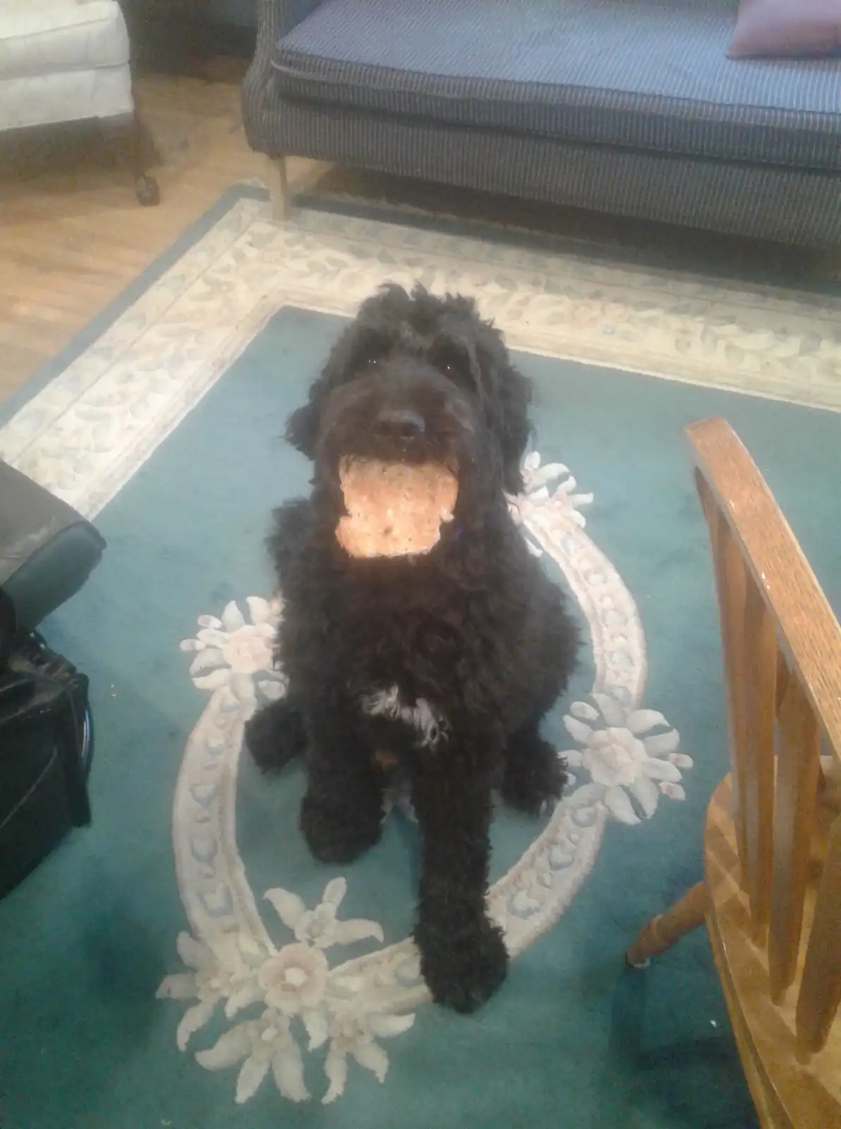 A black, fluffy dog sits on a teal rug with white floral patterns, holding a round, light-brown cookie in its mouth. The dog…