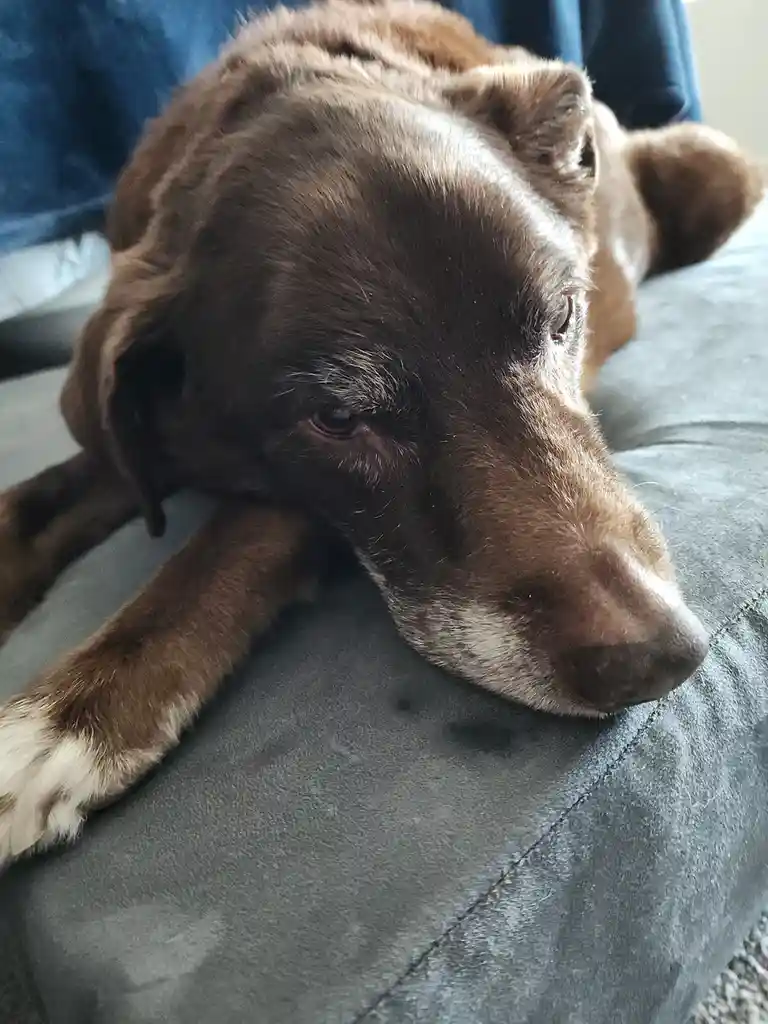 A brown dog with a white patch on its paw rests its head on a gray couch, looking tired or sad. The overlaid text reads 'i'm…