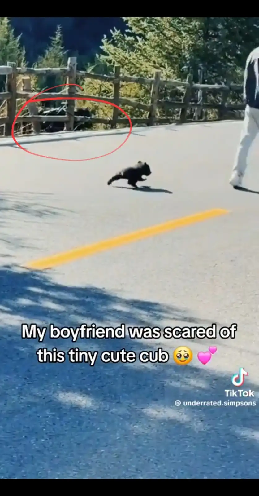 Mama Bear: The Ultimate Protector