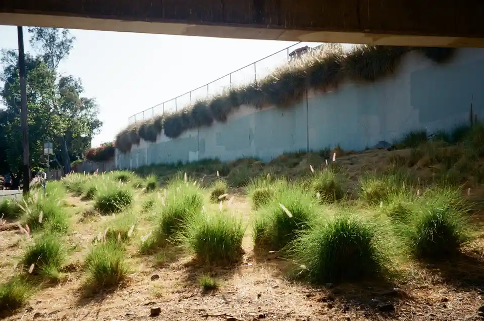 A photo taken from under a concrete overpass shows a sunlit, dry landscape with green ornamental grasses in the foreground…