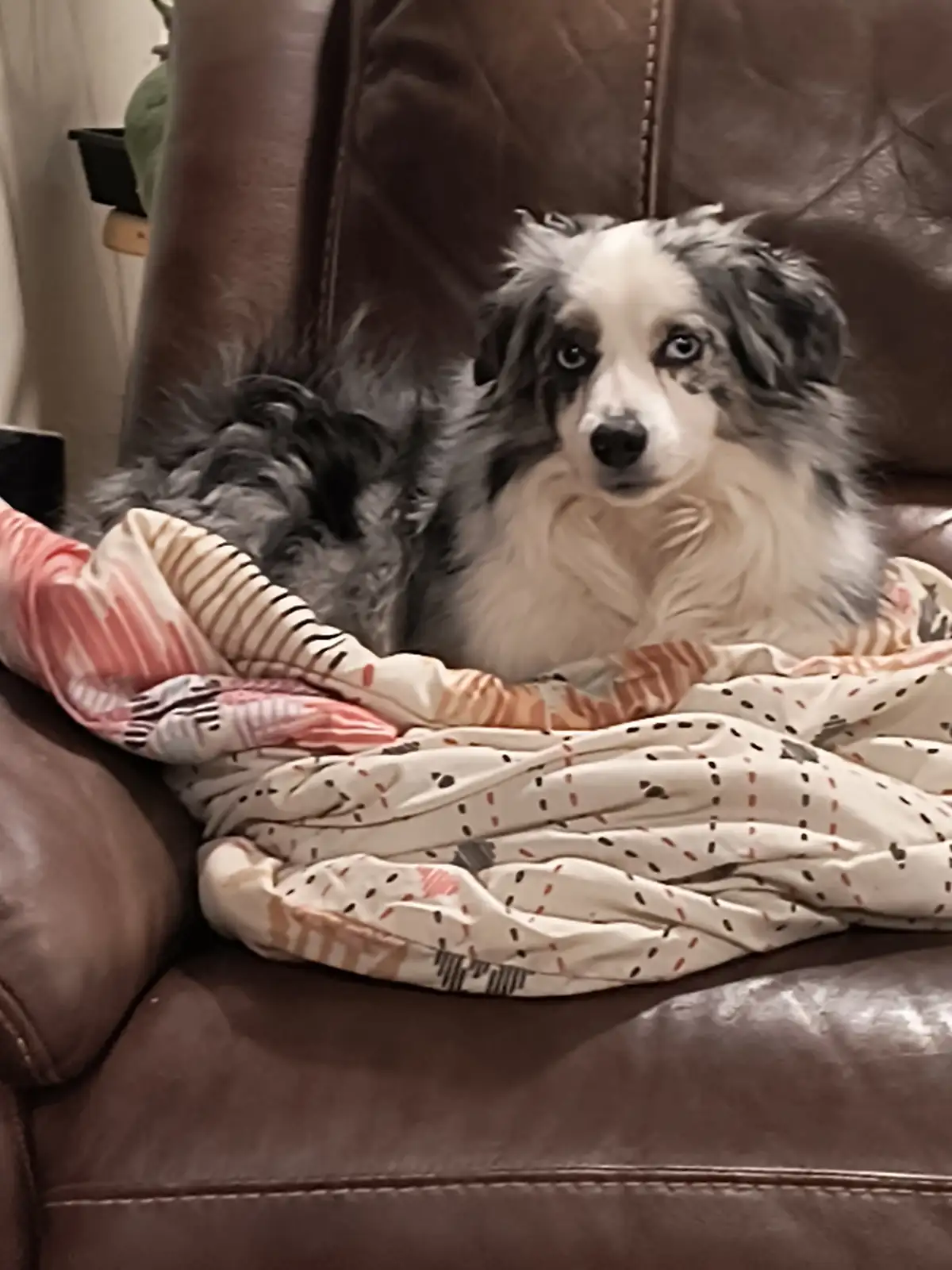 A fluffy merle-coated dog with striking blue eyes sits on a brown leather couch, partially covered by a patterned blanket…