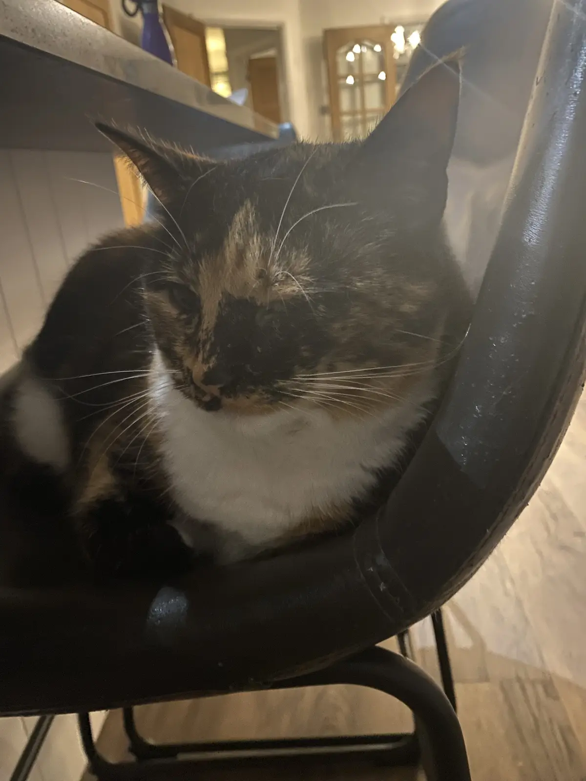 Crumble's Daily Snapshot of Joy