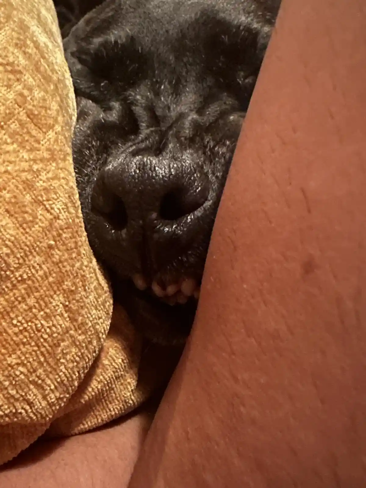 A close-up photo shows a black dog's face peeking out from between a person's arm and an orange-yellow textured blanket…
