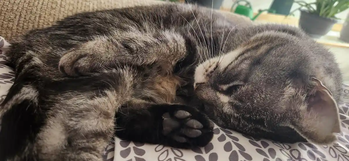 The Magical World of Beans