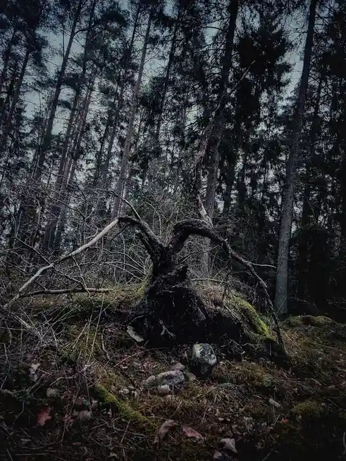 A dark, moody forest scene featuring a gnarled, fallen tree trunk with twisted branches, surrounded by moss, rocks, and bare…