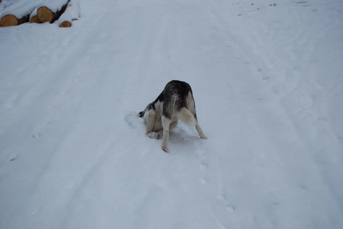 A black and white dog is seen from behind, partially buried in deep snow, with its head down and body low to the ground. In…