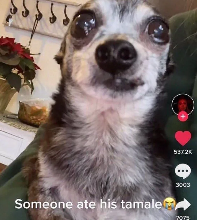 A close-up of a small, scruffy dog with large, glossy, teary eyes looking directly at the camera, conveying extreme sadness…