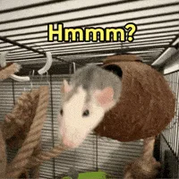 A sequence of six images shows a small rodent, likely a rat or mouse, emerging from a brown, woven hammock-style hide in a…