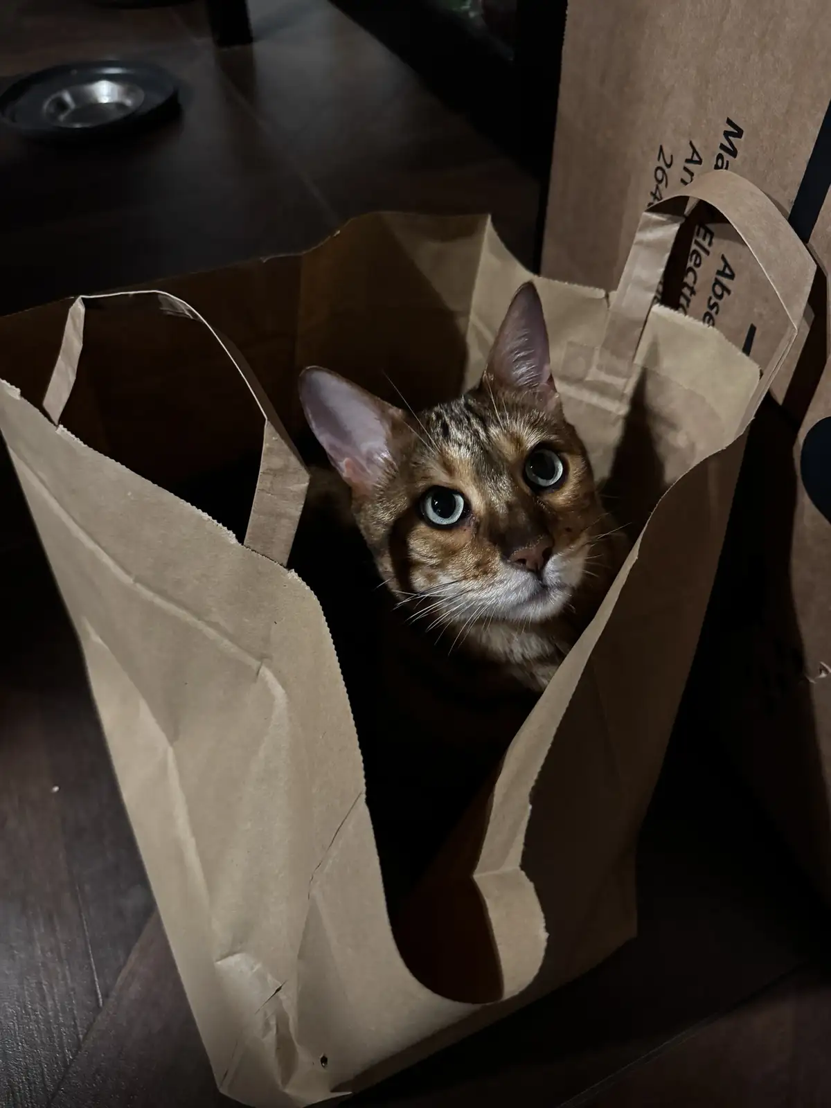 A brown tabby cat with large, wide eyes peers out from inside a brown paper bag, its face illuminated while the rest of its…
