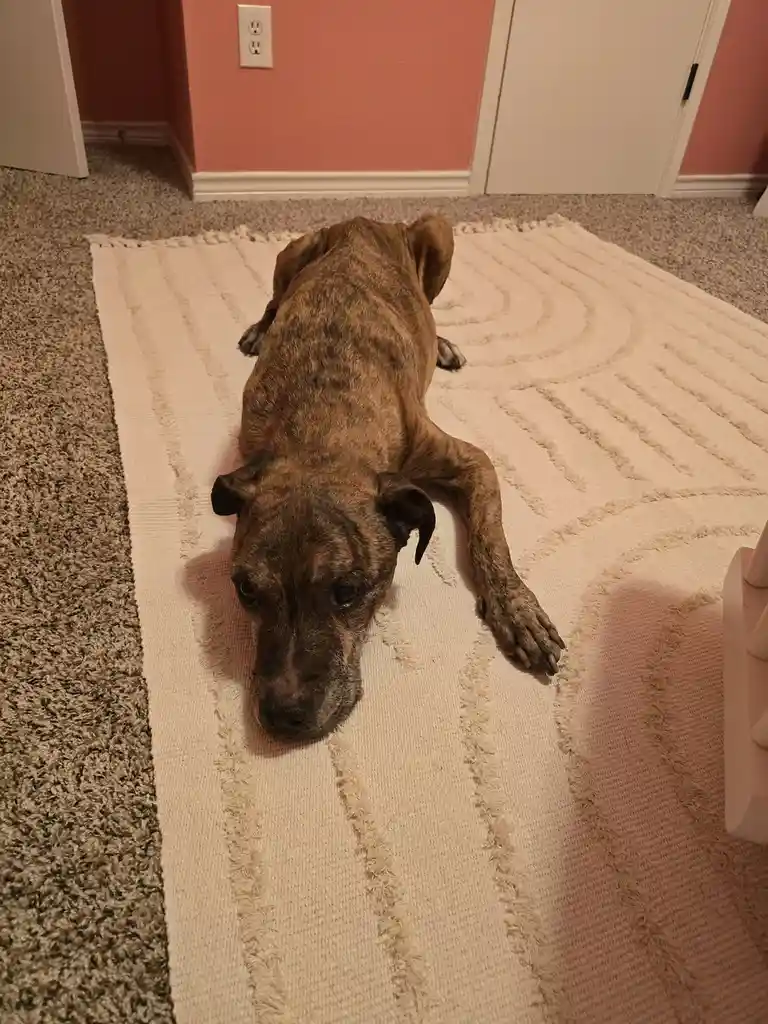 A brindle-coated dog with a sad, soulful expression lies stretched out on a cream-colored rug with a textured pattern…