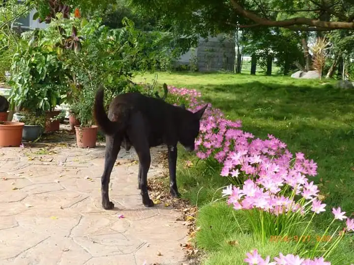 The Ultimate Doggo Moment