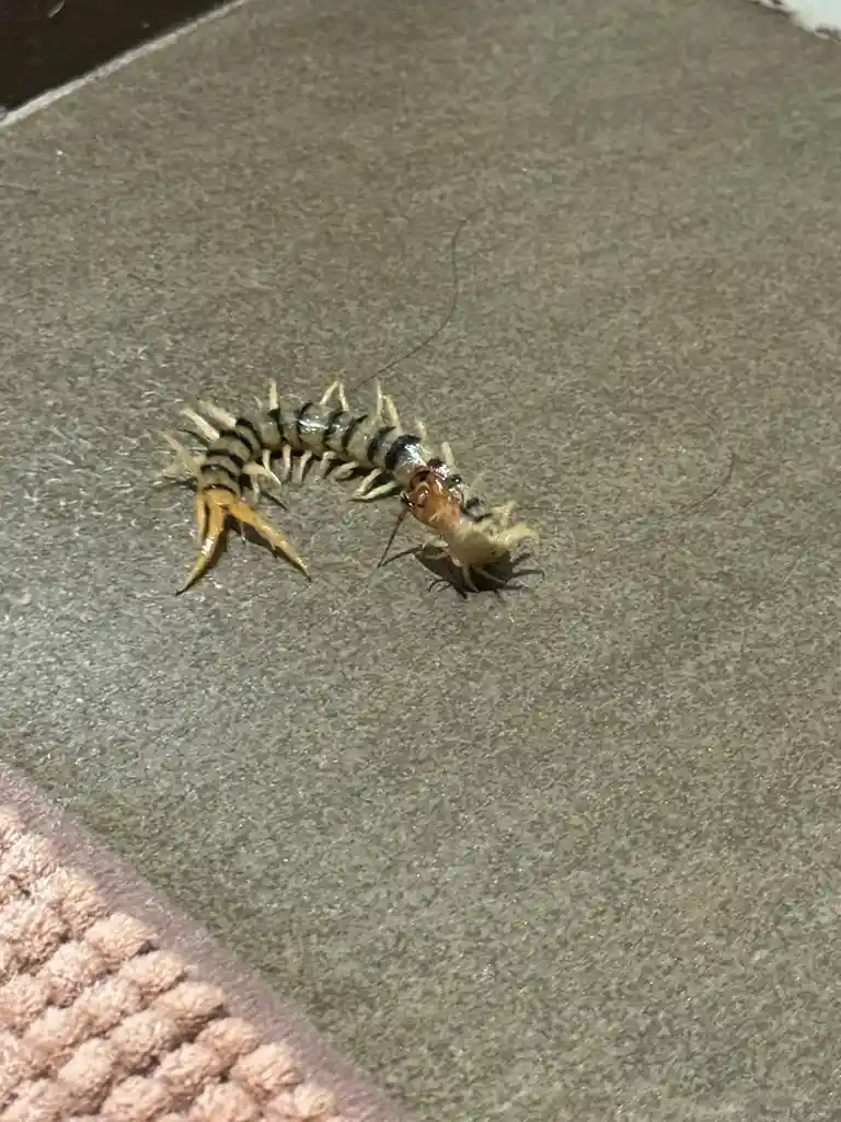 A close-up photo shows a large, segmented centipede with black and yellow stripes crawling on a gray carpet, near a pink…