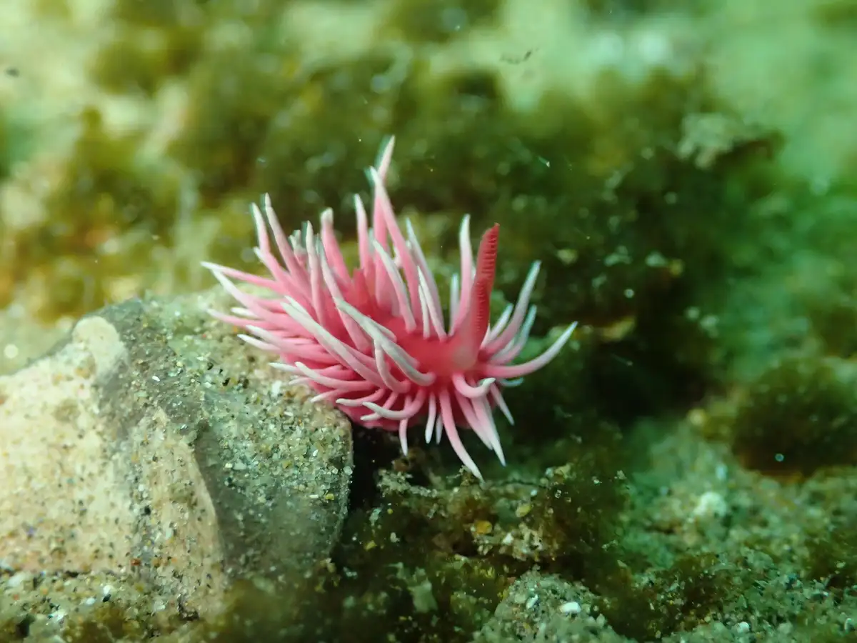 A close-up underwater photo shows a pink and white sea slug, likely a type of aeolid nudibranch, resting on a sandy rock…