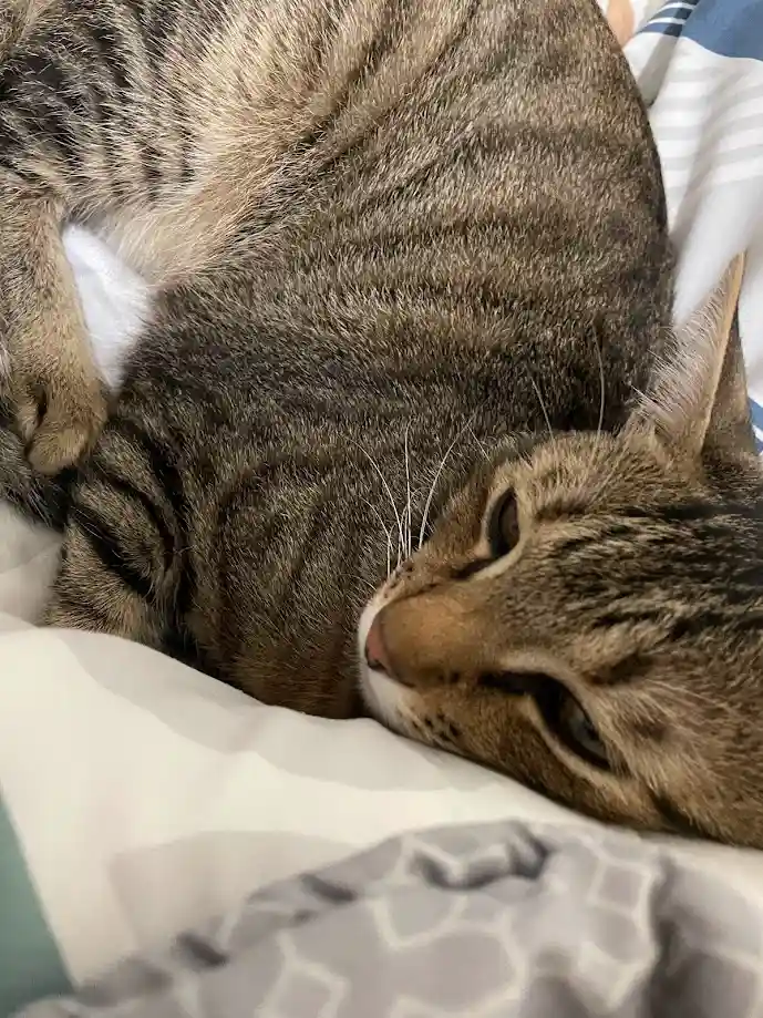 A tabby cat with brown and black stripes is curled up on a bed, appearing very sleepy with half-closed eyes. The cat rests…