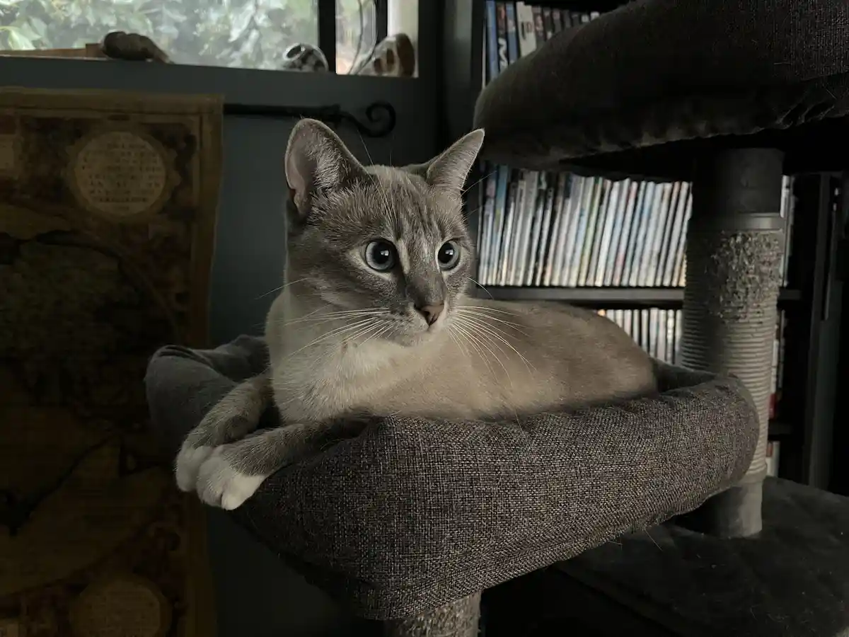 A gray cat with striking blue eyes lounges comfortably on a dark gray fabric perch of a cat tree, looking directly at the…