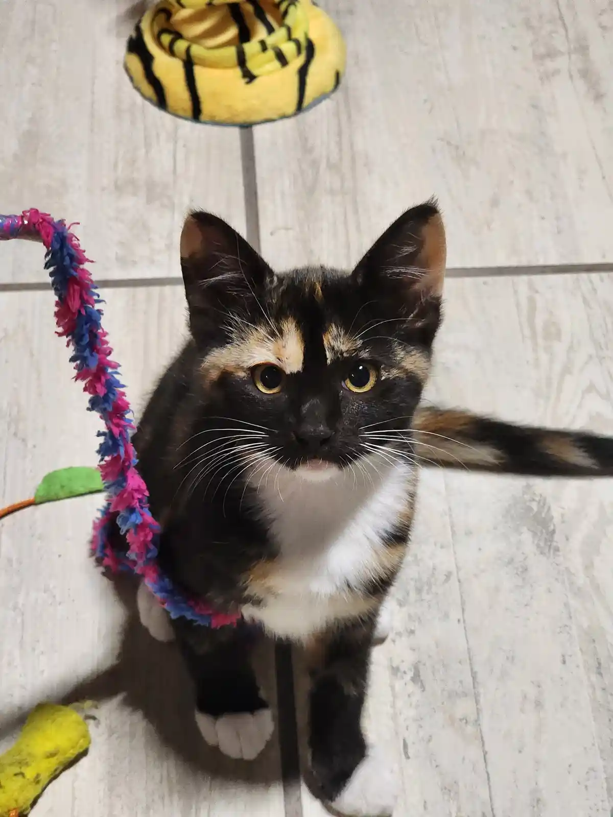 A calico cat with wide, startled eyes stares directly at the camera while standing on a light-colored tiled floor. A…