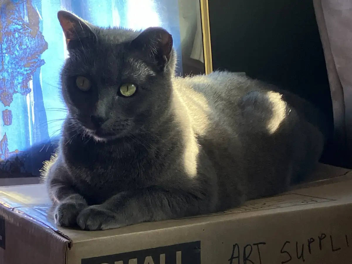 A gray cat with green eyes is lounging on a cardboard box labeled 'ART SUPPLIES' in handwritten text, bathed in sunlight…