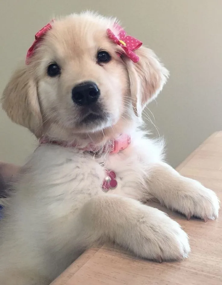 A fluffy golden retriever puppy with pink polka-dot bows on its ears and a pink collar with a tag, looking directly at the…