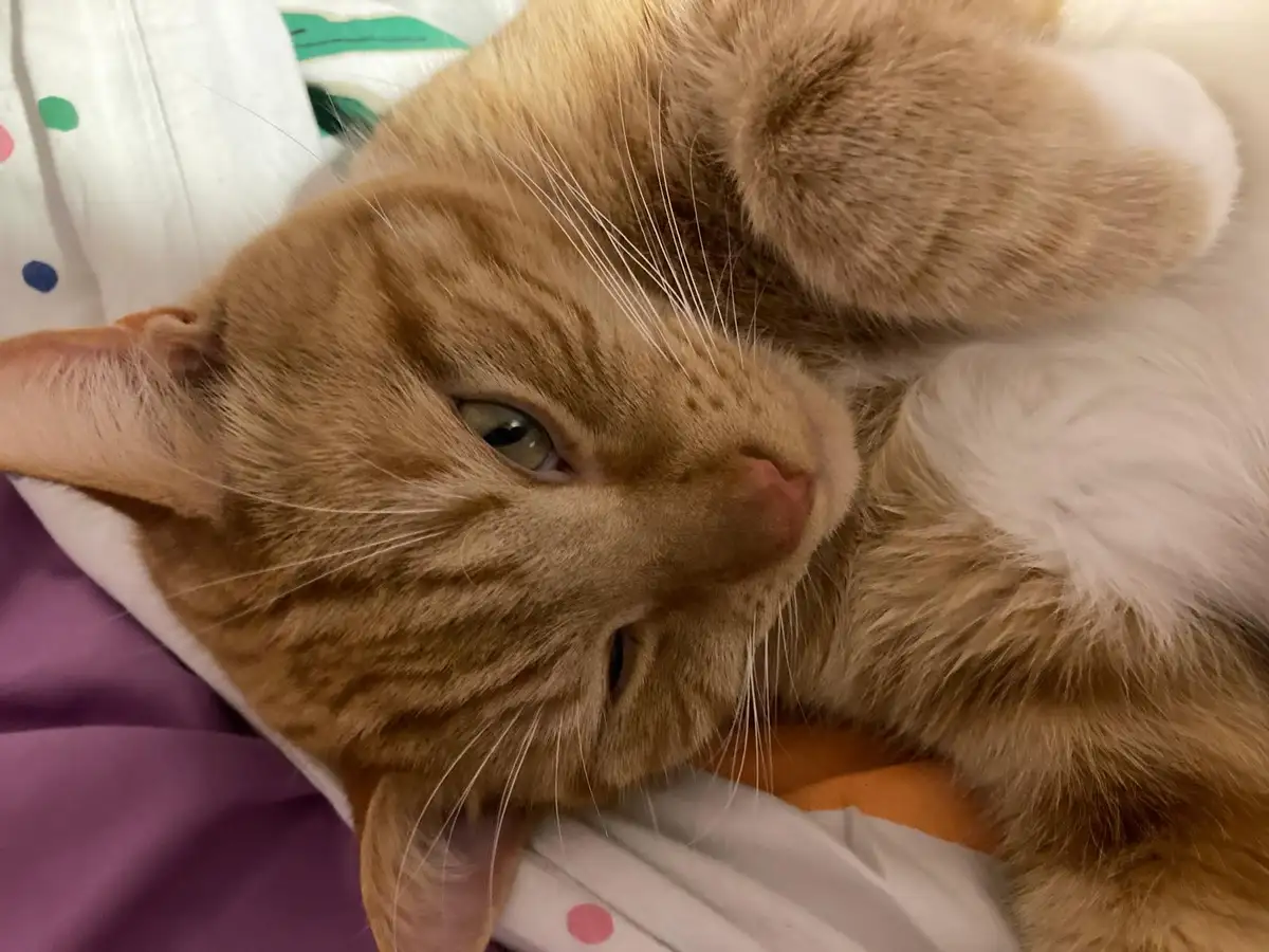 A close-up of a ginger tabby cat lying on its side on colorful bedding, one paw over its face, looking sleepy with…