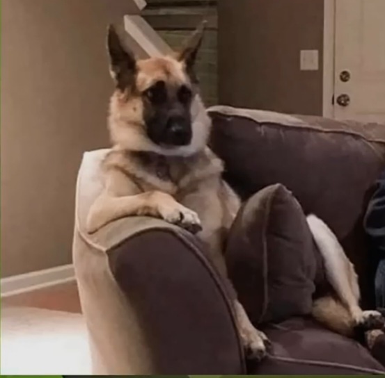A German Shepherd dog is lounging on a brown couch with one paw resting on the armrest and its body angled back, looking…