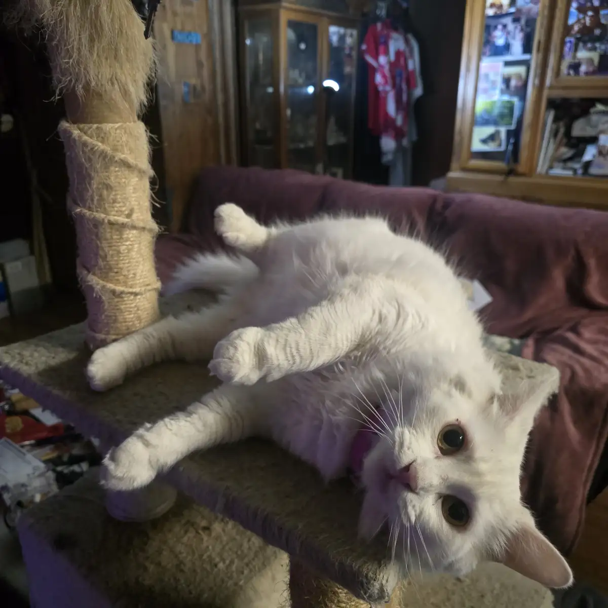 A fluffy white cat is lying on its back on a cat tree platform, looking up at the camera with wide, innocent eyes. Its paws…