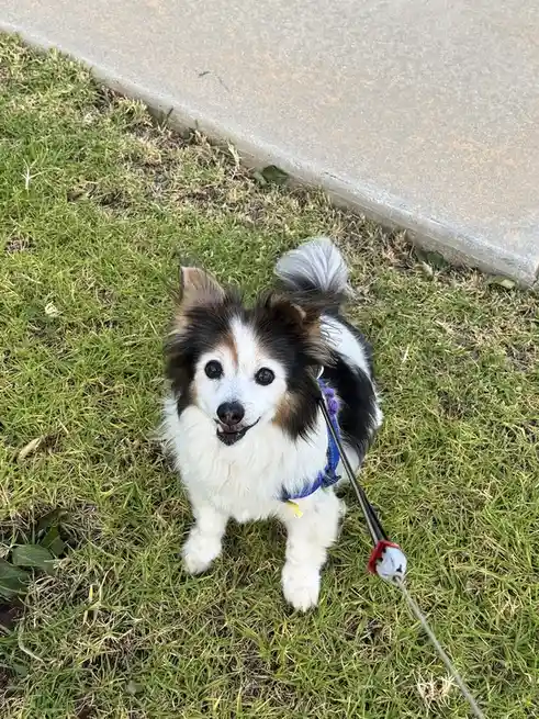 Daily dose of cuteness: Panko the dog